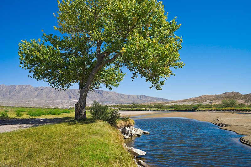 Photo of El Paso landscape with a lone tree alongside the Rio Grande.